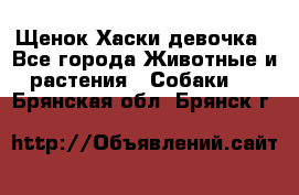 Щенок Хаски девочка - Все города Животные и растения » Собаки   . Брянская обл.,Брянск г.